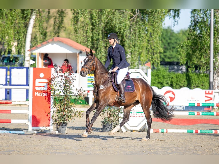 Westfaliano Giumenta 5 Anni 167 cm Baio in Hennef