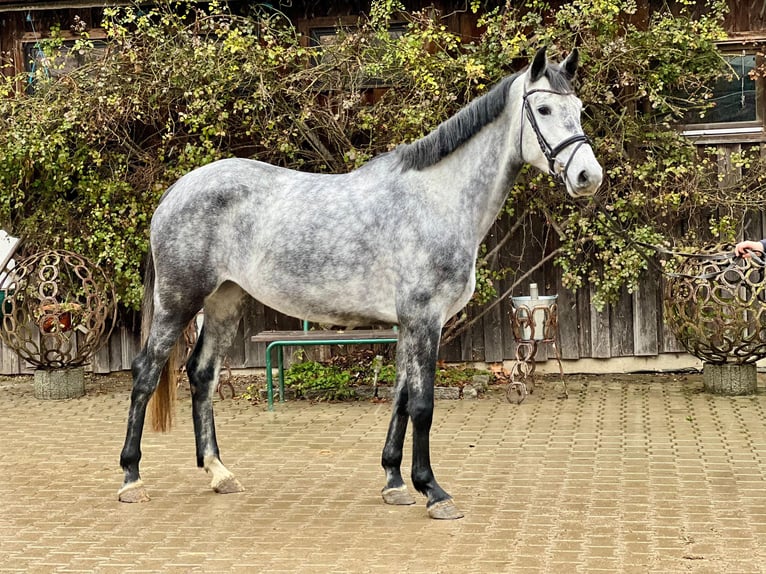 Westfaliano Giumenta 5 Anni 167 cm Grigio in Allershausen