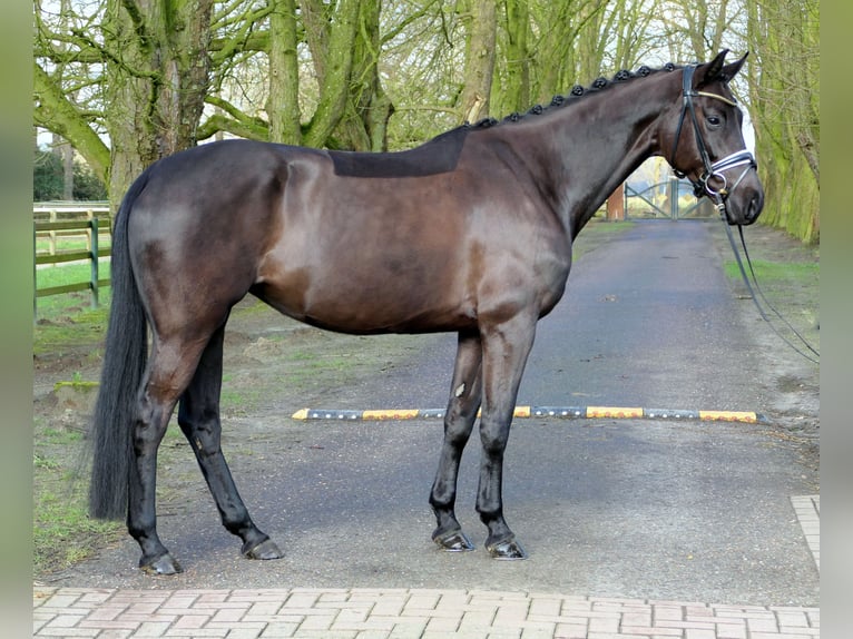 Westfaliano Giumenta 5 Anni 167 cm Morello in Cappeln (Oldenburg)