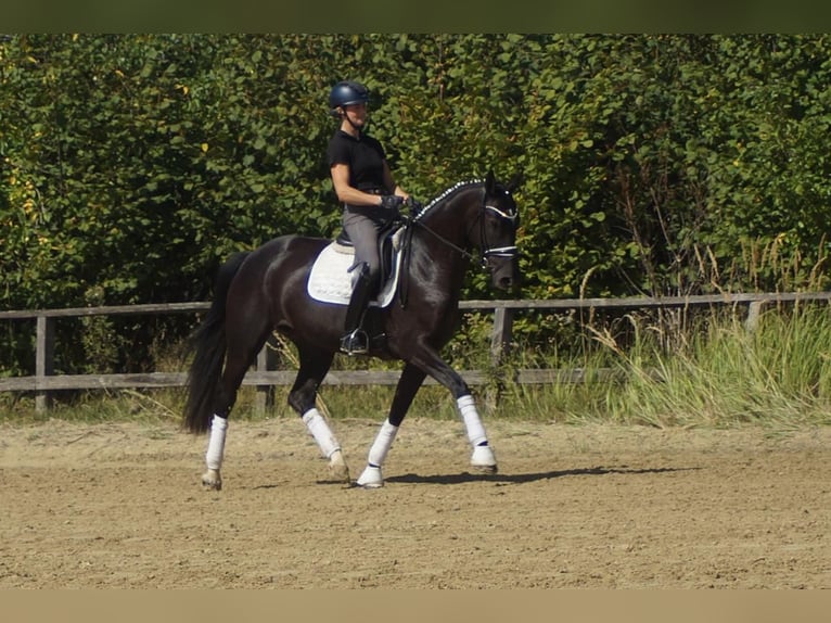 Westfaliano Giumenta 5 Anni 167 cm Morello in Iserlohn