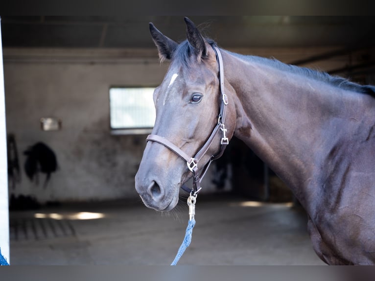 Westfaliano Giumenta 5 Anni 167 cm Morello in Salzkotten