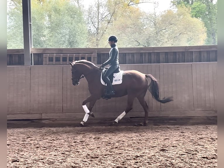 Westfaliano Giumenta 5 Anni 167 cm Sauro in Bruchsal Westfaliano Giumenta 5 Anni 167 cm Sauro in Bruchsal