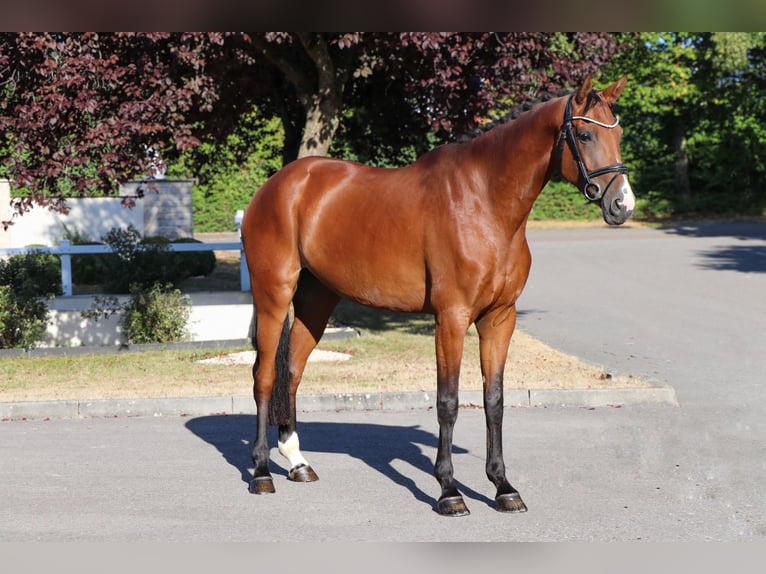 Westfaliano Giumenta 5 Anni 168 cm Baio in Schwäbisch Hall