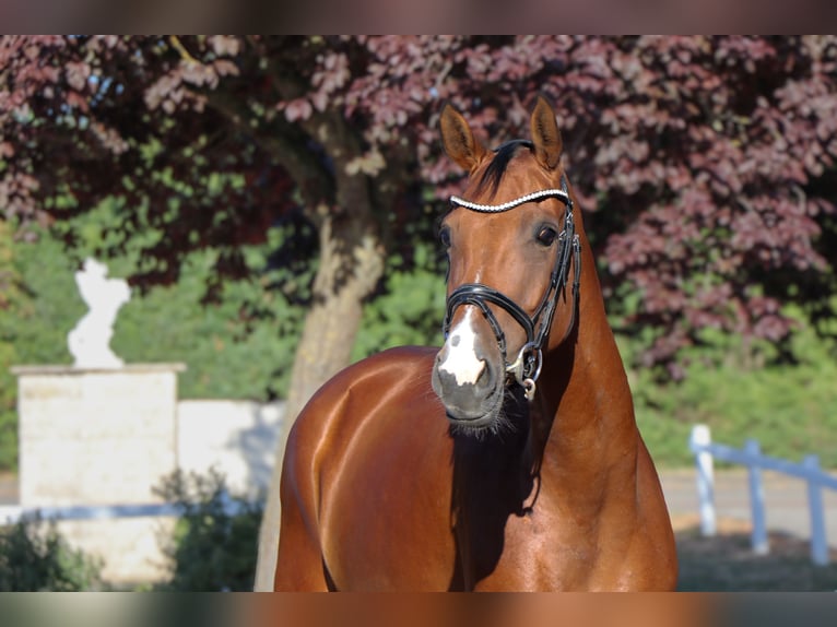 Westfaliano Giumenta 5 Anni 168 cm Baio in Schwäbisch Hall