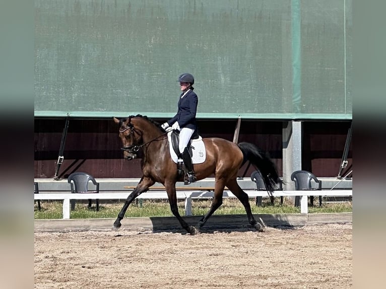 Westfaliano Giumenta 5 Anni 168 cm Baio in Wiesbaden