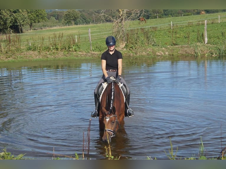 Westfaliano Giumenta 5 Anni 168 cm Baio in Iserlohn