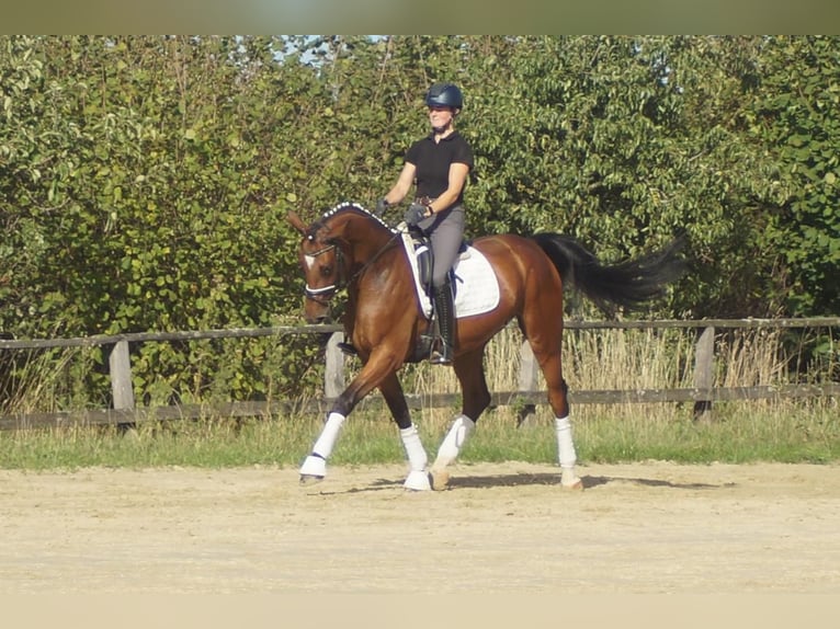 Westfaliano Giumenta 5 Anni 168 cm Baio in Iserlohn