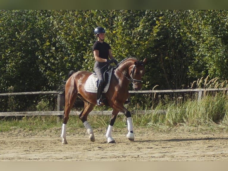 Westfaliano Giumenta 5 Anni 168 cm Baio in Iserlohn