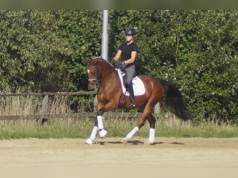 Westfaliano Giumenta 5 Anni 168 cm Baio in Iserlohn