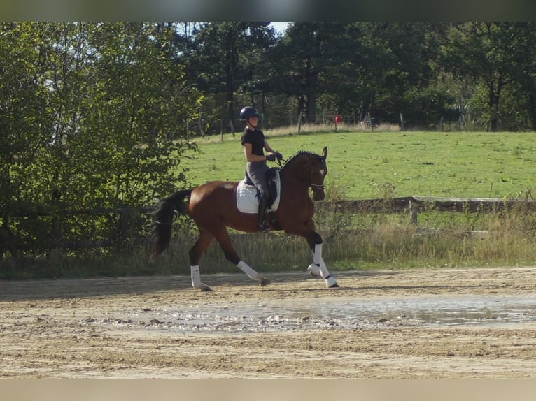 Westfaliano Giumenta 5 Anni 168 cm Baio in Iserlohn