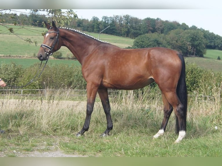 Westfaliano Giumenta 5 Anni 168 cm Baio in Iserlohn
