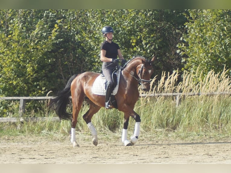 Westfaliano Giumenta 5 Anni 168 cm Baio in Iserlohn