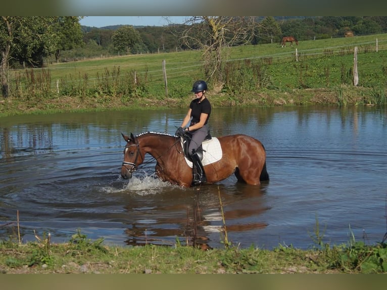 Westfaliano Giumenta 5 Anni 168 cm Baio in Iserlohn