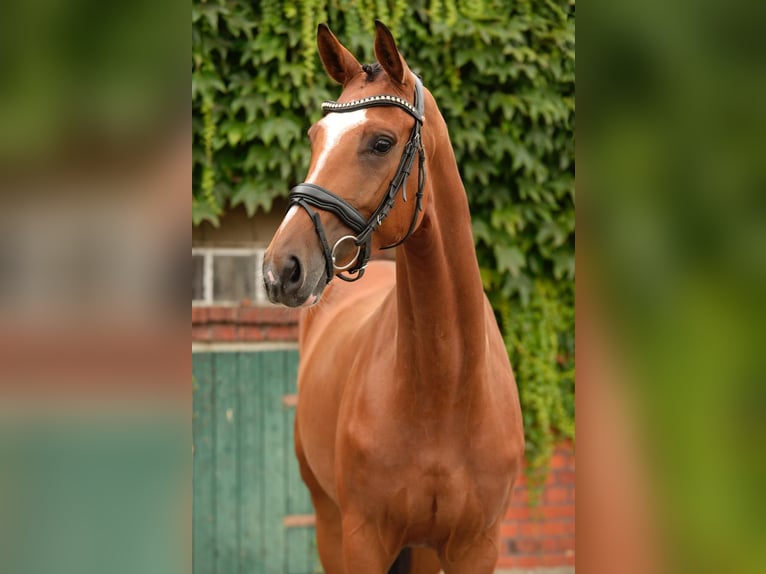 Westfaliano Giumenta 5 Anni 168 cm Baio in Schloß Holte-Stukenbrock