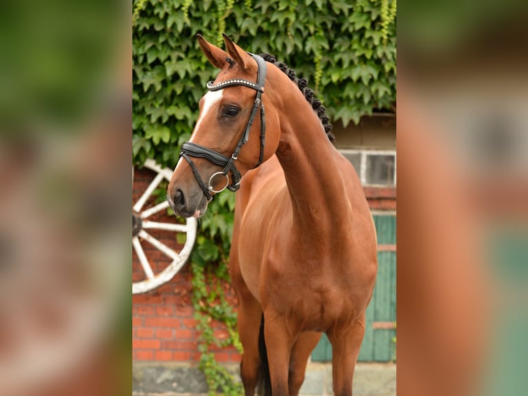 Westfaliano Giumenta 5 Anni 168 cm Baio in Schloß Holte-Stukenbrock