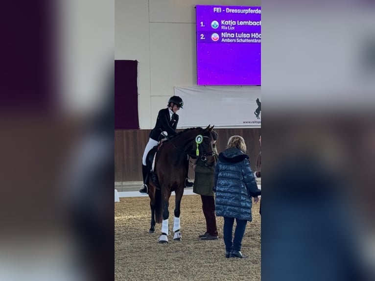 Westfaliano Giumenta 5 Anni 168 cm Baio in Tober