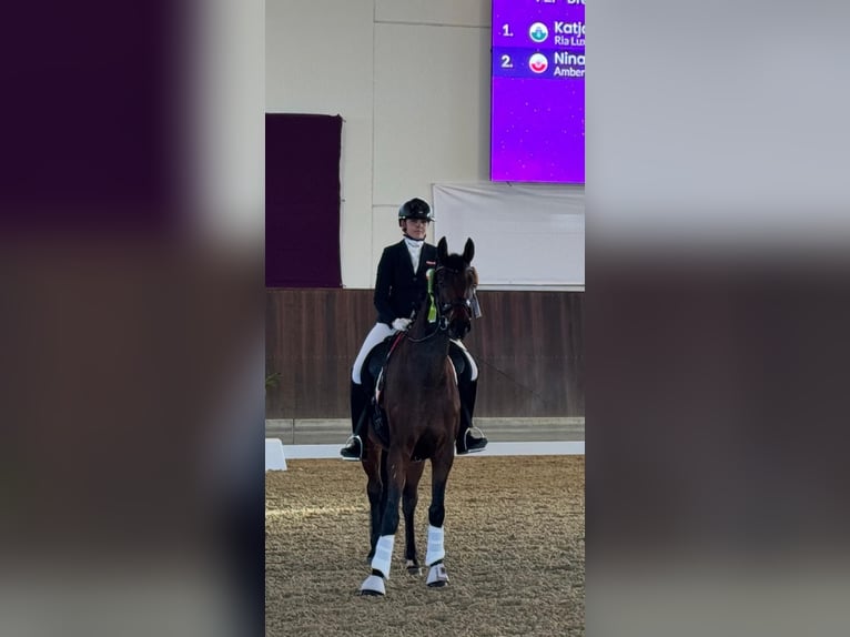 Westfaliano Giumenta 5 Anni 168 cm Baio in Tober