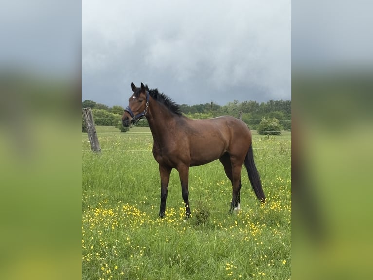 Westfaliano Giumenta 5 Anni 168 cm Baio in Saarbrücken