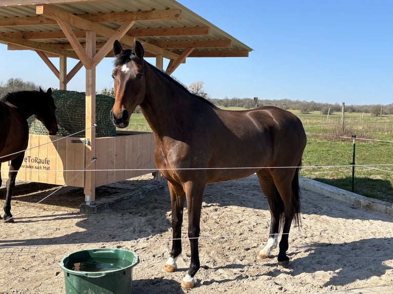 Westfaliano Giumenta 5 Anni 168 cm Baio in Saarbrücken
