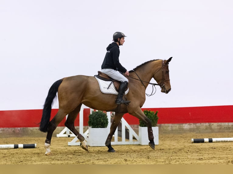 Westfaliano Giumenta 5 Anni 168 cm Baio in Waddinxveen