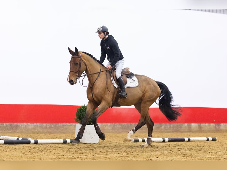Westfaliano Giumenta 5 Anni 168 cm Baio in Waddinxveen