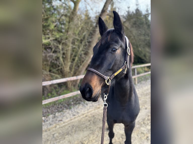 Westfaliano Giumenta 5 Anni 168 cm Baio nero in Limburg an der Lahn