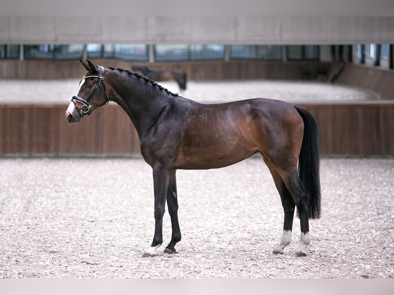 Westfaliano Giumenta 5 Anni 168 cm Baio scuro in Hörstel