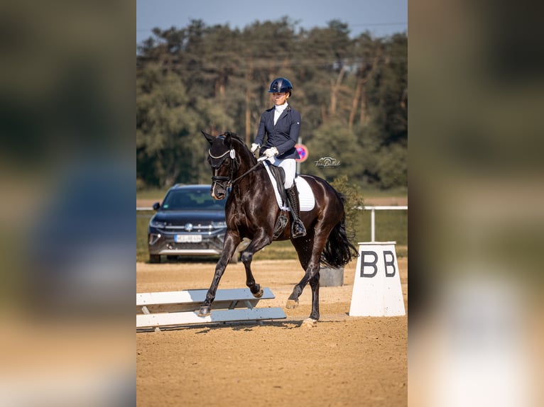 Westfaliano Giumenta 5 Anni 168 cm Morello in Altenmedingen