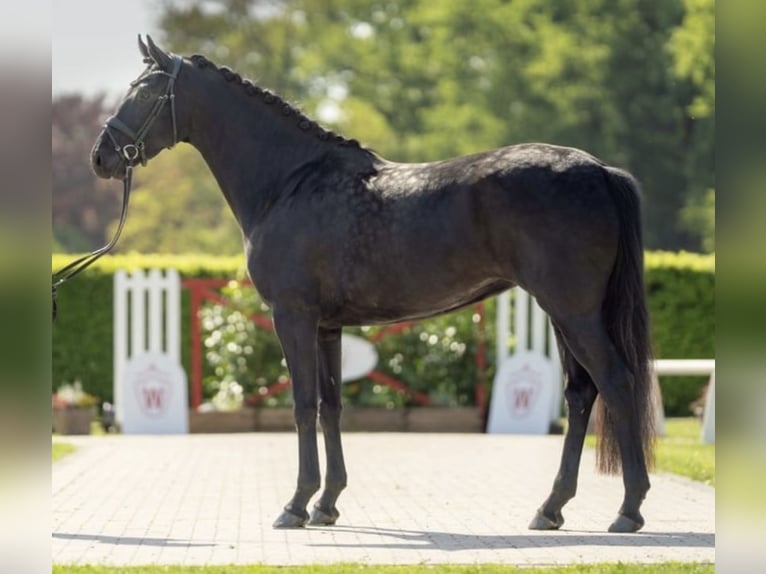 Westfaliano Giumenta 5 Anni 168 cm Morello in Bubikon