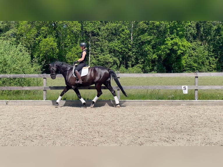 Westfaliano Giumenta 5 Anni 168 cm Morello in Rehlingen