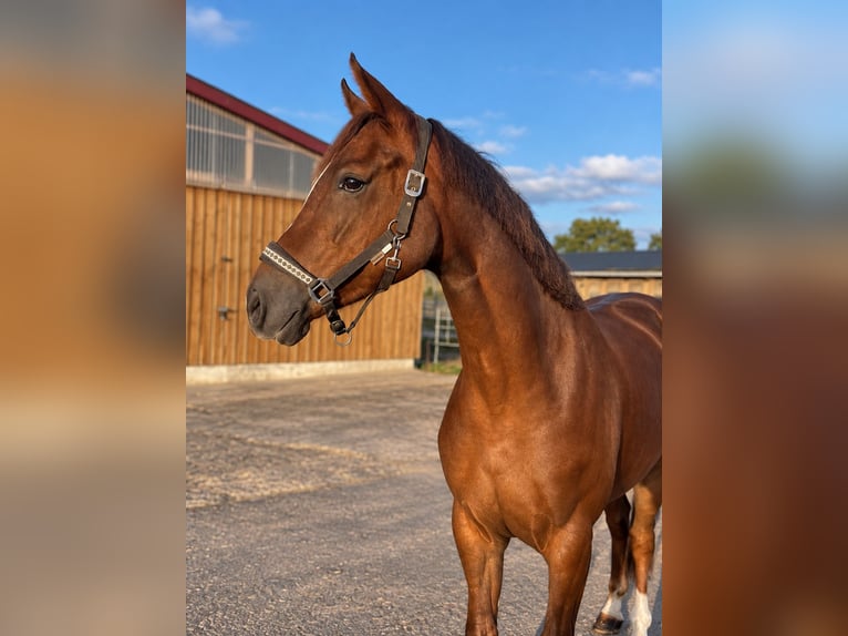 Westfaliano Giumenta 5 Anni 168 cm Sauro in Gräfenhainichen