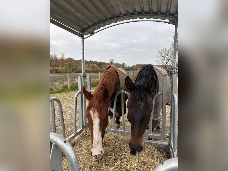 Westfaliano Giumenta 5 Anni 168 cm Sauro in Warendorf