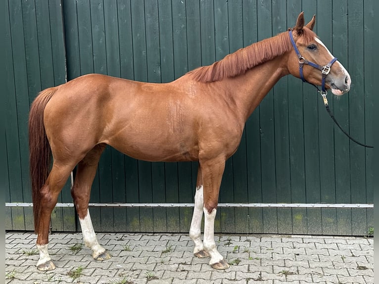 Westfaliano Giumenta 5 Anni 168 cm Sauro in Warendorf