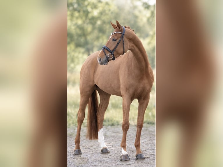 Westfaliano Giumenta 5 Anni 168 cm Sauro scuro in Bramsche