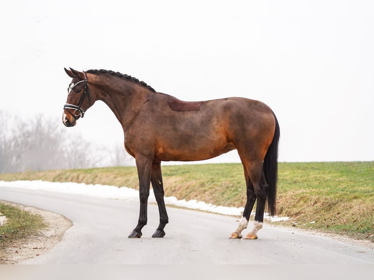 Westfaliano Giumenta 5 Anni 169 cm Baio in Gleichen