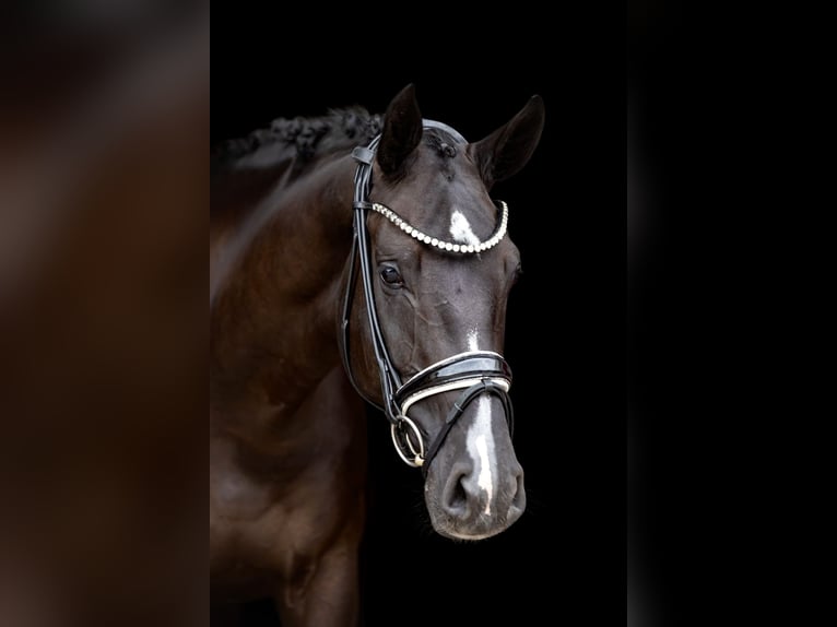 Westfaliano Giumenta 5 Anni 169 cm Morello in Rosenheim