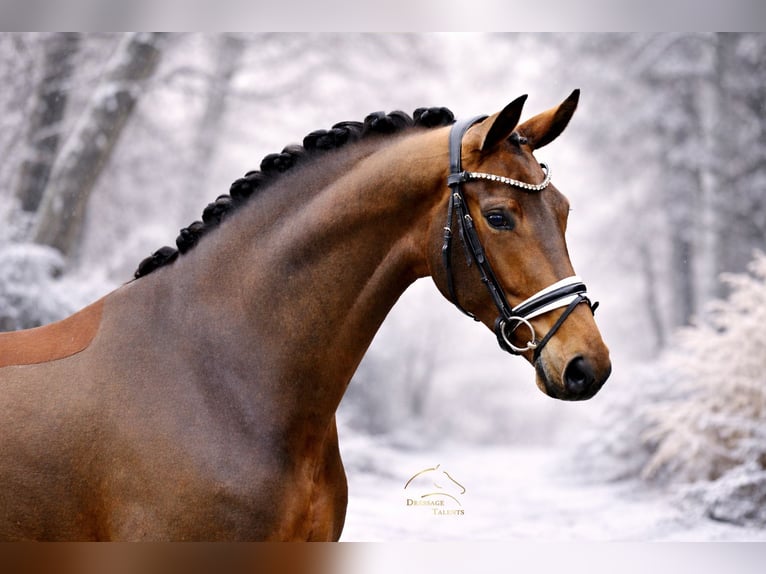 Westfaliano Giumenta 5 Anni 170 cm Baio in Greven