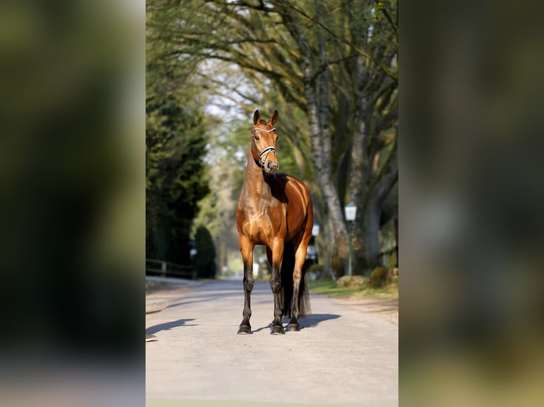 Westfaliano Giumenta 5 Anni 170 cm Baio in Münster