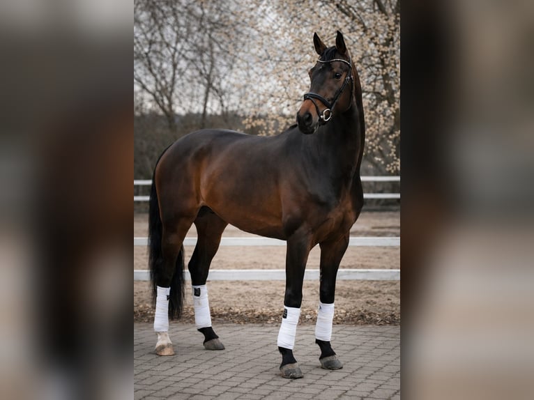 Westfaliano Giumenta 5 Anni 170 cm Baio in Erlensee