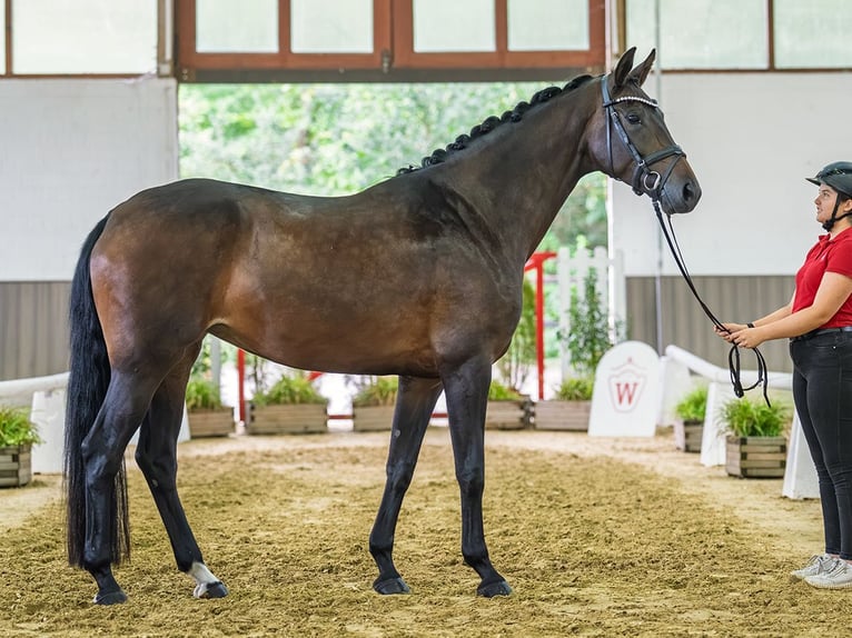Westfaliano Giumenta 5 Anni 170 cm Baio in Mnster-Handorf