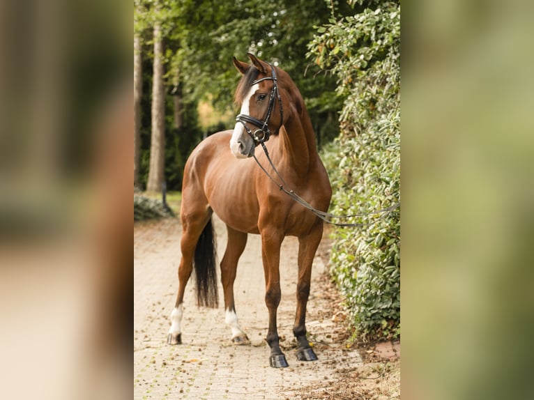 Westfaliano Giumenta 5 Anni 170 cm Baio in Münster