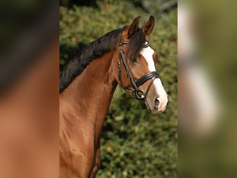 Westfaliano Giumenta 5 Anni 170 cm Baio in Münster