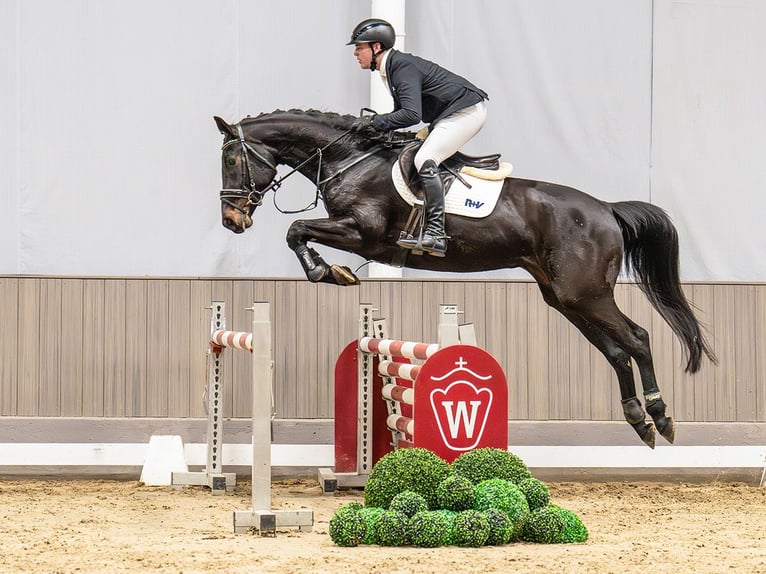 Westfaliano Giumenta 5 Anni 170 cm Baio in Münster-Handorf