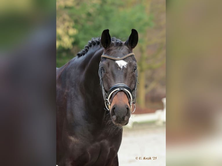 Westfaliano Giumenta 5 Anni 170 cm Baio nero in Werne