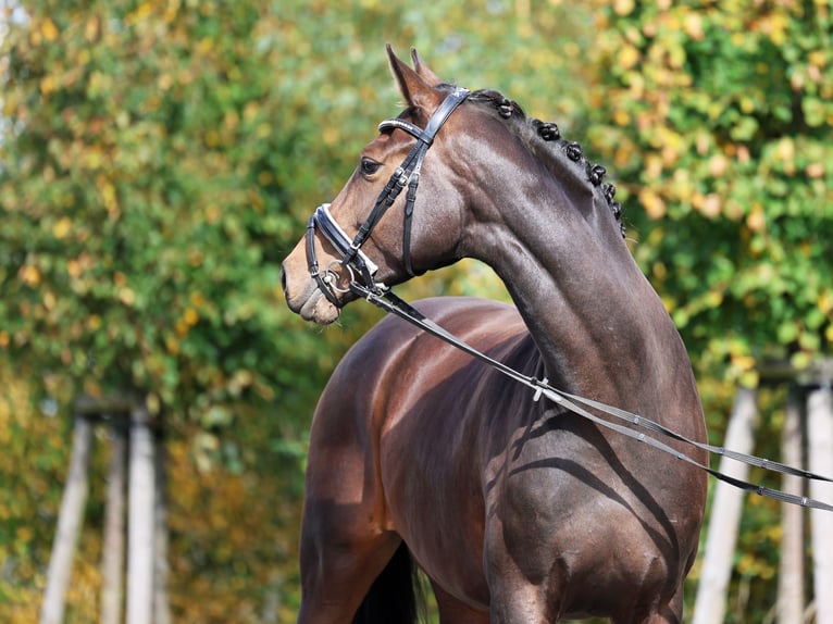 Westfaliano Giumenta 5 Anni 170 cm Baio scuro in Loewenberger Land, 30 min von Berlin