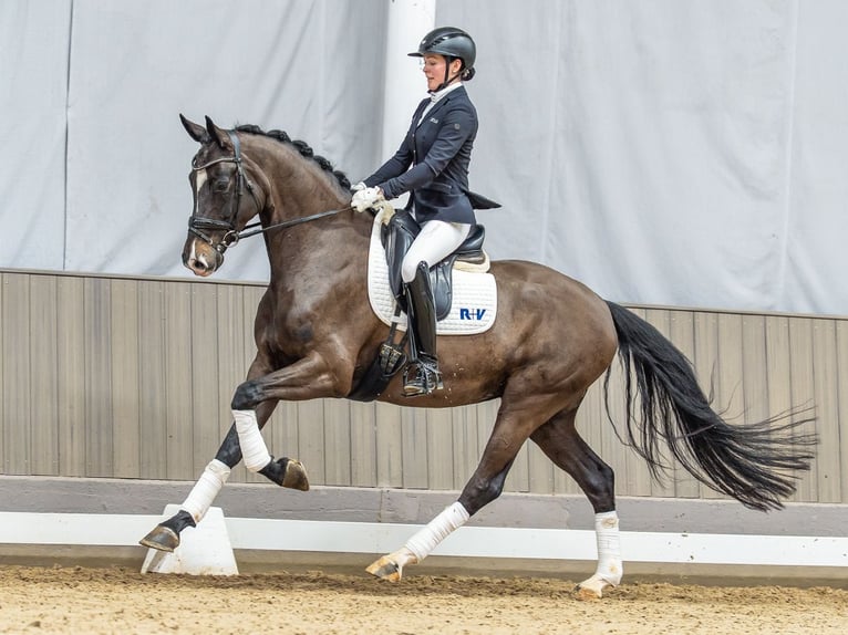 Westfaliano Giumenta 5 Anni 170 cm Baio scuro in Münster-Handorf