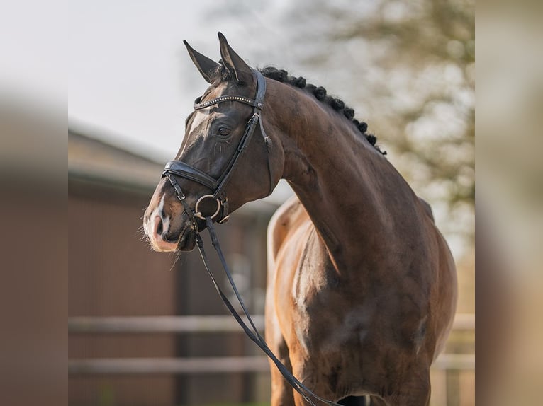 Westfaliano Giumenta 5 Anni 170 cm Baio scuro in Münster-Handorf