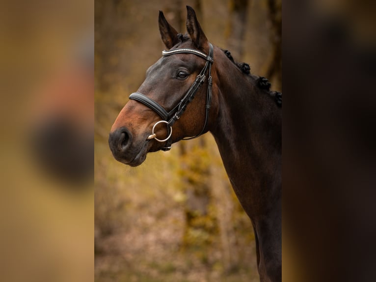 Westfaliano Giumenta 5 Anni 170 cm Baio scuro in Siegen