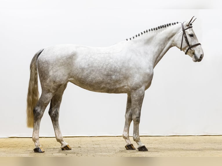 Westfaliano Giumenta 5 Anni 170 cm Grigio in Waddinxveen