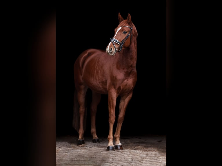 Westfaliano Giumenta 5 Anni 170 cm Sauro in Velden